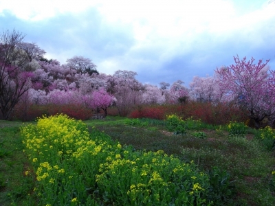 花見山公園