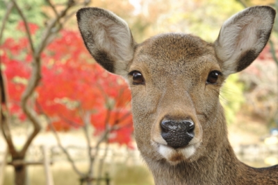 奈良公園