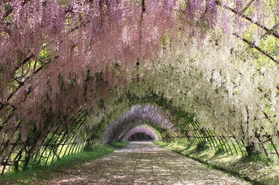 河内藤園