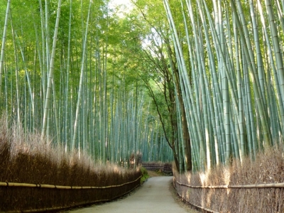 竹林の道