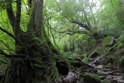 屋久島